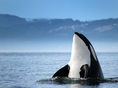 whale